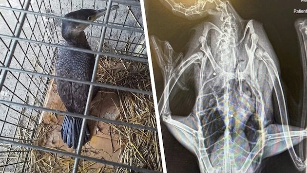 Das Röntgen bestätigte den Verdacht: Der Kormoran wurde angeschossen.