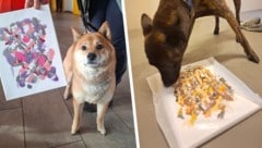 Tierische Malerei: Künstler bei der Arbeit – und stolz vor dem Ergebnis . . .