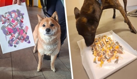 Tierische Malerei: Künstler bei der Arbeit – und stolz vor dem Ergebnis . . .