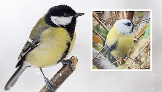 Normalerweise flattert die Kohlmeise im dunklen Federkleid am Kopf in unsere Gärten (links). In ...