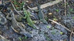 Wegen der Kälte in Florida erstarrten die Leguane.