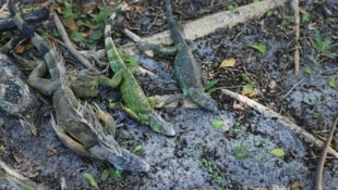 Wegen der Kälte in Florida erstarrten die Leguane.