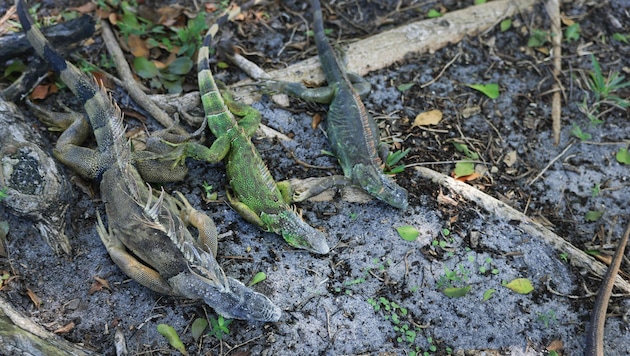 Wegen der Kälte in Florida erstarrten die Leguane.