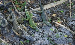 Wegen der Kälte in Florida erstarrten die Leguane.