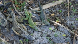 Wegen der Kälte in Florida erstarrten die Leguane.