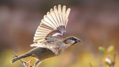 Am häufigsten wurden der Feldsperling und der Haussperling in Kärnten gesichtet. Bei den ...