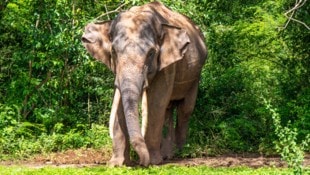 Elefanten sind die Nationaltiere Thailands und werden von der Bevölkerung tief verehrt.