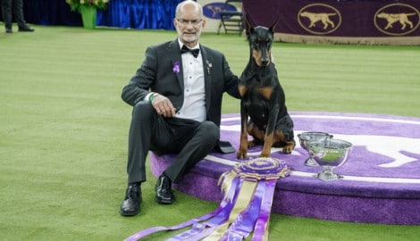 Penny mit ihrem Herrchen. Der Siegerhund der „Best in show“-Kategorie wird in den Vereinigten ...