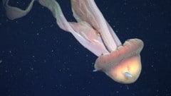 Die Arme der Phantomqualle können bis zu zehn Meter lang werden.