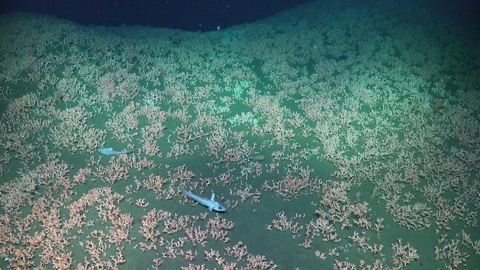 Die Wissenschaftler entdeckten mehrere vermutlich bisher unbekannte Tierarten.