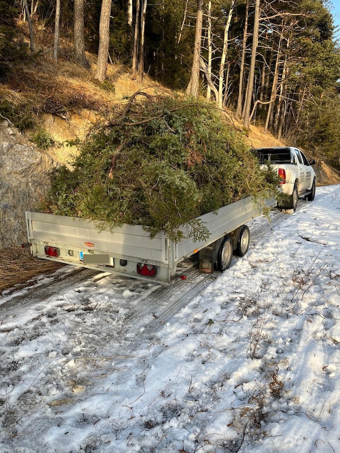Die Wacholderstauden dürfen nicht zu früh aus dem Wald geholt werden. Sonst sind sie am großen ...