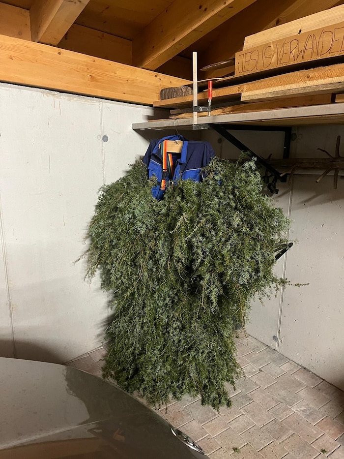 Bis zu 45 Kilo wiegt die Last der Wacholderstauden, wenn das Fasnachtskleid fertig ist.