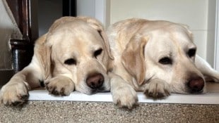 Labrador-Glück im Doppelpack: Viele Gemeinden haben die Hundesteuer kürzlich erhöht.