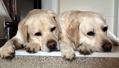 Labrador-Glück im Doppelpack: Viele Gemeinden haben die Hundesteuer kürzlich erhöht.