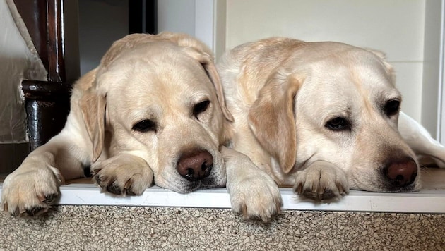 Labrador-Glück im Doppelpack: Viele Gemeinden haben die Hundesteuer kürzlich erhöht.