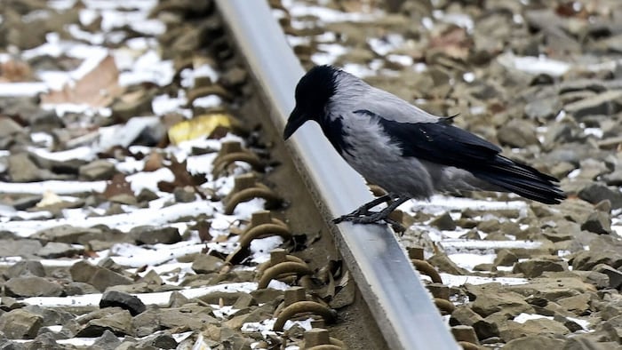 Set Anfänger Jänner kommt es immer wieder zu Störungen im öffentlichen Verkehr.