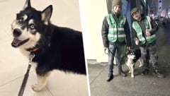 Die Helfer Chris und Jens brachten „Buba“ sofort in die Tierklinik.