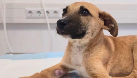 Die kleine „Mila“ wurde offenbar schwer misshandelt. Wer kann Hinweise geben?