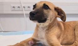 Die kleine „Mila“ wurde offenbar schwer misshandelt. Wer kann Hinweise geben?