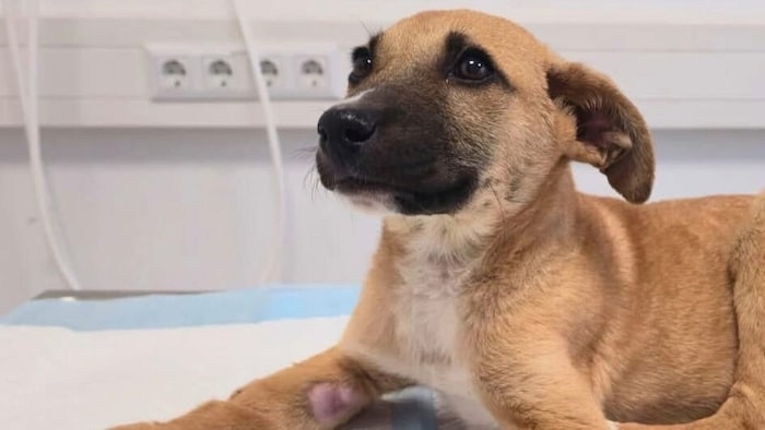 Die kleine „Mila“ wurde offenbar schwer misshandelt. Wer kann Hinweise geben?