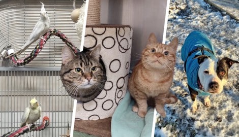 Zahlreiche Tierheimbewohner warten noch auf Lebensplätze.