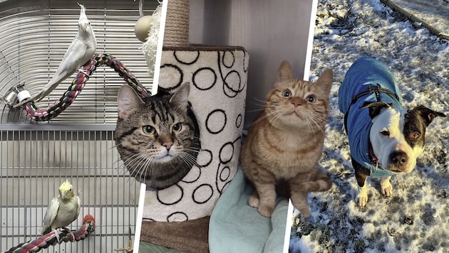 Zahlreiche Tierheimbewohner warten noch auf Lebensplätze.