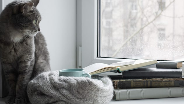 Die Cousine der Angeklagten soll ihre Katze gequält haben. (Symbolbild)