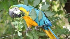 Gute Nerven benötigten die Feuerwehrmitglieder aus Aspang auf der Jagd nach dem Papagei ...