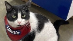 Lowe‘s tierischter Mitarbeiter wird zum Politiker. Die Wogen gehen hoch, nachdem „Mama Cat“ ...