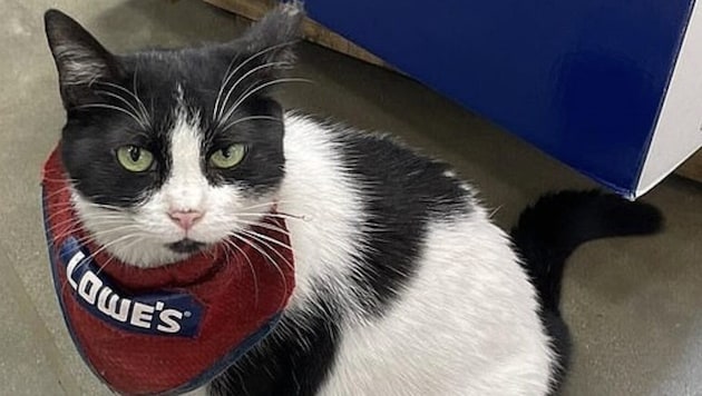 Lowe‘s tierischter Mitarbeiter wird zum Politiker. Die Wogen gehen hoch, nachdem „Mama Cat“ ...