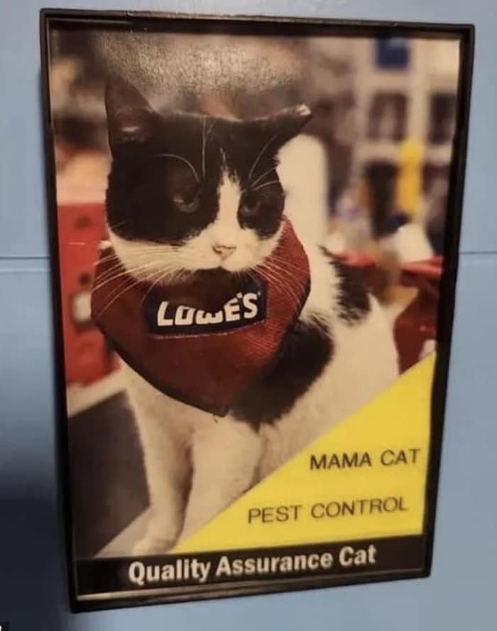 Bürgermeister Craig Ford erklärte den 3. Februar kurzerhand zum „Mama-Cat-Day“.