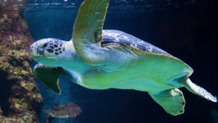 „Puppi“ im Haus des Meeres und ihre Artgenossen in freier Wildbahn sind aktuell nicht mehr vom ...