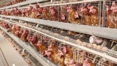 Käfighaltung ist in Österreich verboten, der Import von Käfigeiern allerdings nicht.