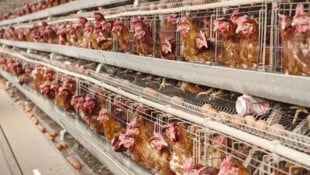 Käfighaltung ist in Österreich verboten, der Import von Käfigeiern allerdings nicht.