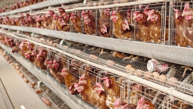 Käfighaltung ist in Österreich verboten, der Import von Käfigeiern allerdings nicht.