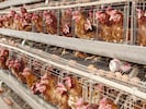 Käfighaltung ist in Österreich verboten, der Import von Käfigeiern allerdings nicht.