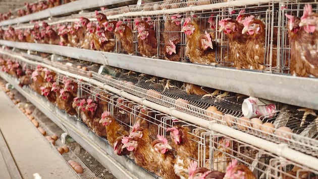 Käfighaltung ist in Österreich verboten, der Import von Käfigeiern allerdings nicht.