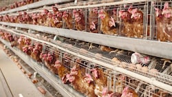 Käfighaltung ist in Österreich verboten, der Import von Käfigeiern allerdings nicht.