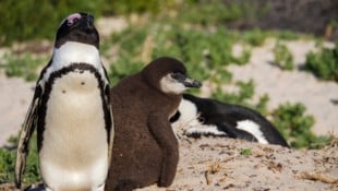 Pinguin-Eltern finden nicht mehr genug Nahrung für ihren Nachwuchs. (Symbolbild)