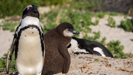 Pinguin-Eltern finden nicht mehr genug Nahrung für ihren Nachwuchs. (Symbolbild)