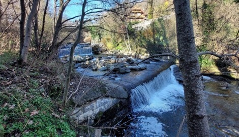 Die „Urforelle“ lebt im Radlbach – und soll es auch in Zukunft. 57 km Flusslauf bekommt sie ...