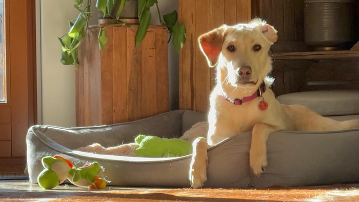 Cheesecake ist nach dem Einsatz wohlauf.