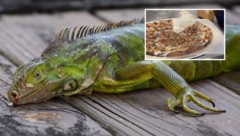 In Florida werden Leguane zum beliebten Snack.