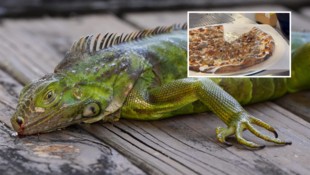 In Florida werden Leguane zum beliebten Snack.