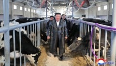 Bei der Eröffnung eines Milchviehbetriebs spazierte Nordkoreas Führer durch einen Kuhstall.
