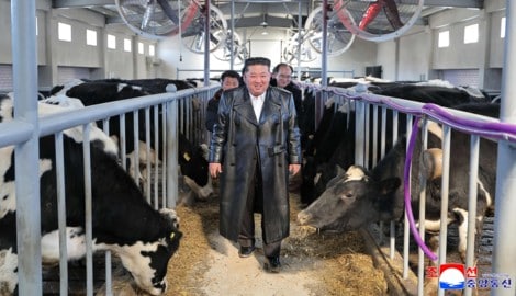 Bei der Eröffnung eines Milchviehbetriebs spazierte Nordkoreas Führer durch einen Kuhstall.