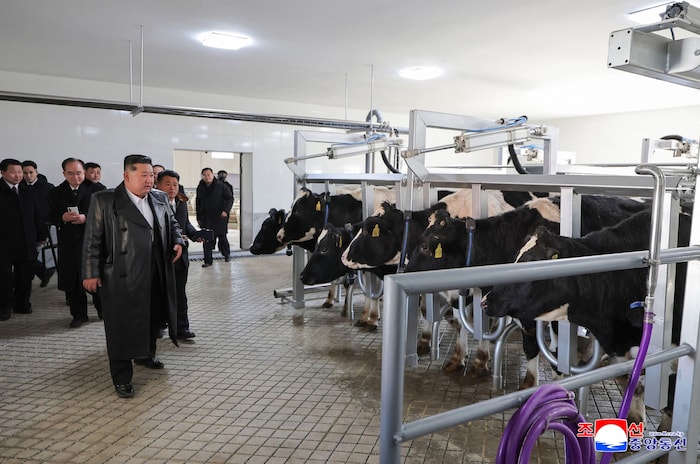 Kühe, die auf Kim starren