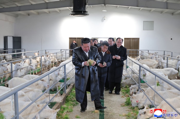 Kim beim Ziegen-Füttern