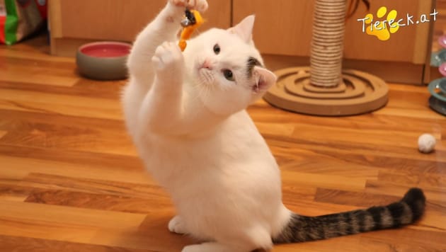 Linus möchte mit seinem Freund Elvis umziehen.