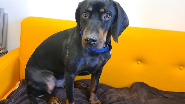 Mailo lebt derzeit im Tierheim Garten Eden.